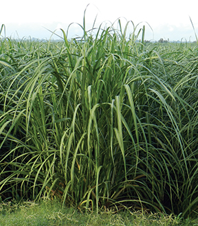 L 99-226 canopyjpg